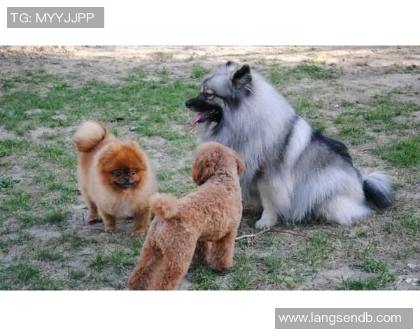 足球明星与爱犬共踢足球的趣味视频展现温馨时刻与运动魅力